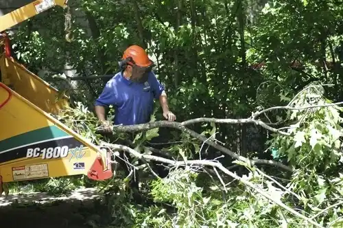 tree services Vardaman